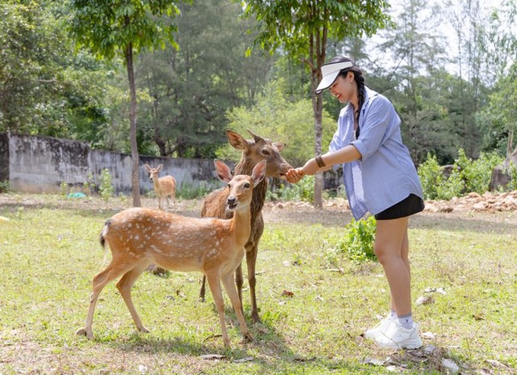Đến Khánh Hòa trải nghiệm cưỡi chim đà điểu, xem đua heo, ôm cá sấu- Ảnh 4.
