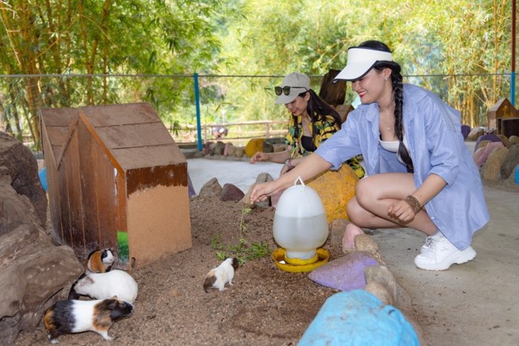Đến Khánh Hòa trải nghiệm cưỡi chim đà điểu, xem đua heo, ôm cá sấu- Ảnh 7.