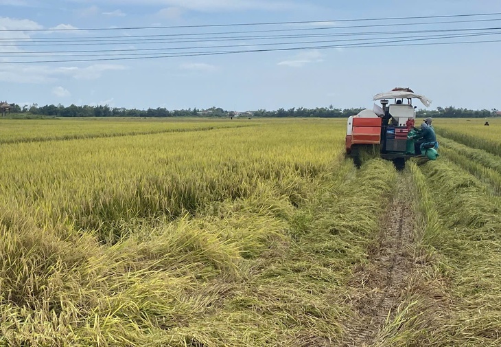 Nông dân Huế xuyên đêm gặt lúa ứng phó bão số 5- Ảnh 1.