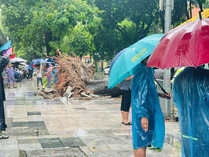 Hà Nội: Cây cổ thụ bật gốc đè trúng 2 ô tô đang lưu thông - Ảnh 3.