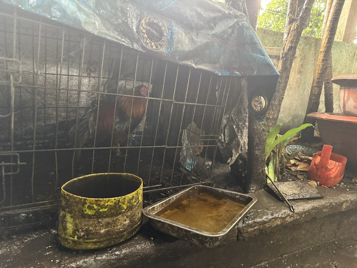 Sốt xuất huyết tăng 221% với hơn 26,000 ca, TPHCM quyết liệt ra quân diệt muỗi- Ảnh 2. Sốt xuất huyết tăng 221% với hơn 26,000 ca, TPHCM quyết liệt ra quân diệt muỗi- Ảnh 2.