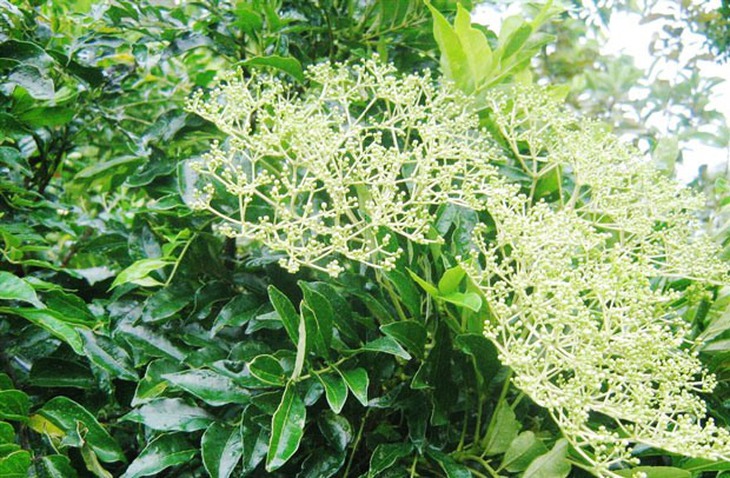 Ưng bất bạc - Thảo dược tốt cho người viêm gan, xơ gan, gan nhiễm mỡ- Ảnh 1.