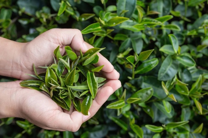 6 loại trà thảo mộc tốt cho người bệnh gan nhiễm mỡ không do rượu- Ảnh 1.