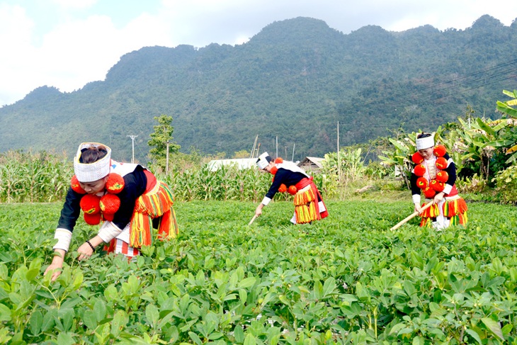 Hiệu quả của mô hình can thiệp giáo dục dinh dưỡng kết hợp thực hành sản xuất nông nghiệp bền vững cho người dân tộc thiểu số- Ảnh 3. Hiệu quả của mô hình can thiệp giáo dục dinh dưỡng kết hợp thực hành sản xuất nông nghiệp bền vững cho người dân tộc thiểu số- Ảnh 3.
