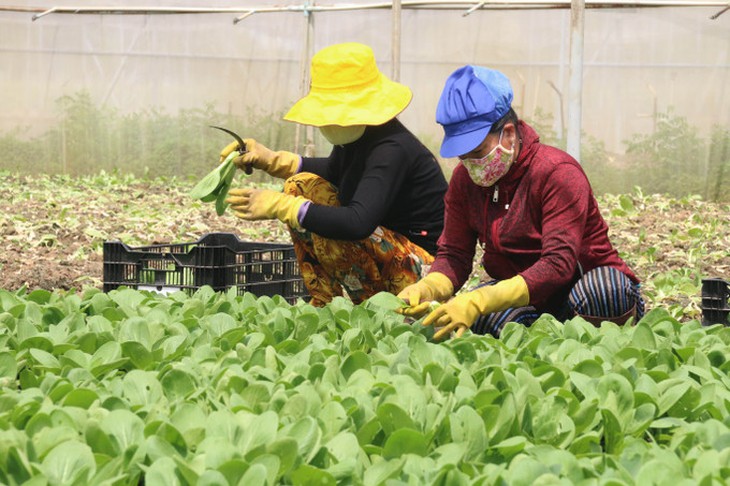Hiệu quả của mô hình can thiệp giáo dục dinh dưỡng kết hợp thực hành sản xuất nông nghiệp bền vững cho người dân tộc thiểu số- Ảnh 2. Hiệu quả của mô hình can thiệp giáo dục dinh dưỡng kết hợp thực hành sản xuất nông nghiệp bền vững cho người dân tộc thiểu số- Ảnh 2.
