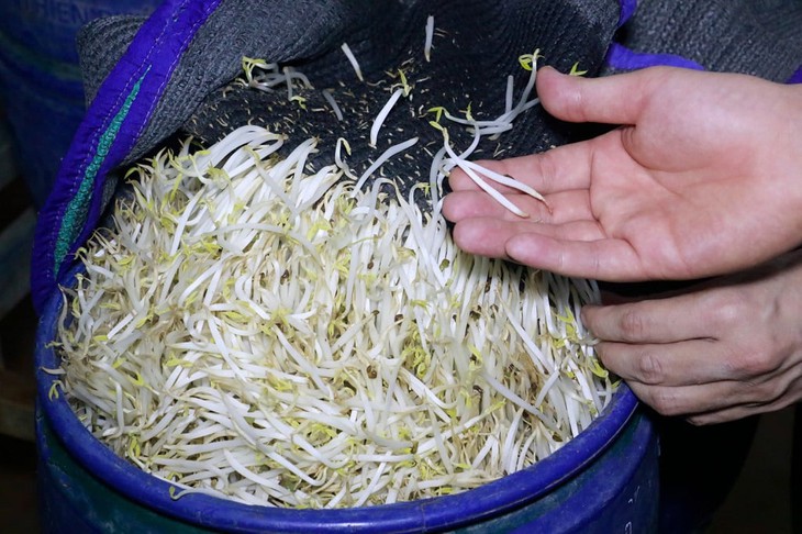 Án tù cho chủ cơ sở dùng hóa chất sản xuất giá đỗ 'mập, trắng, mọng nước'- Ảnh 3. Án tù cho chủ cơ sở dùng hóa chất sản xuất giá đỗ 'mập, trắng, mọng nước'- Ảnh 3.