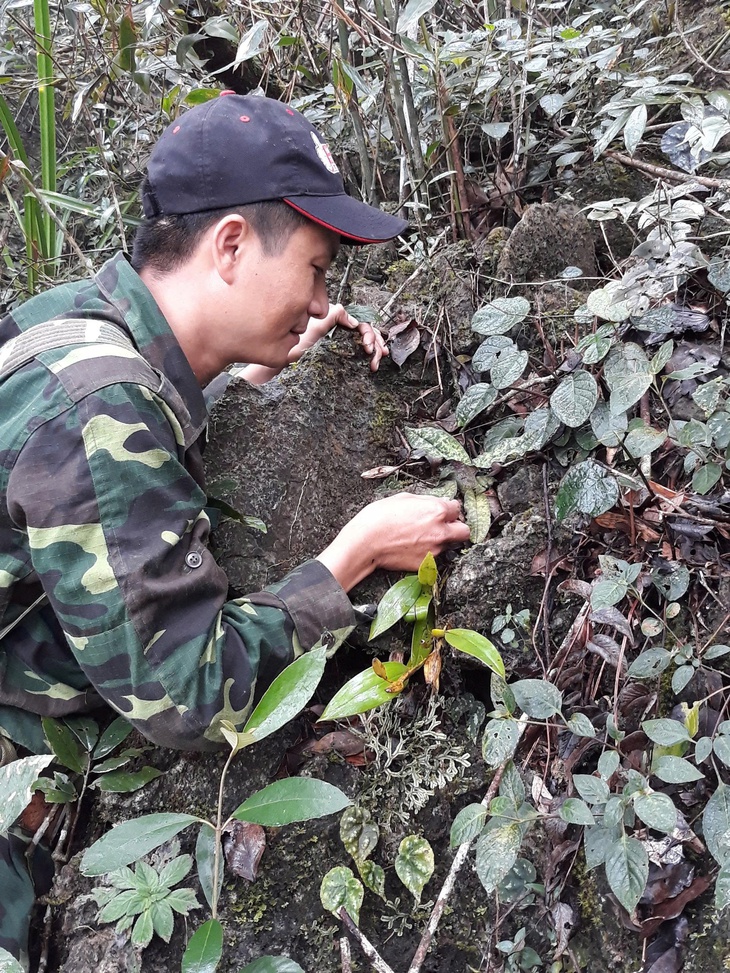 Loài lan cực quý hiếm có nguy cơ tuyệt chủng- Ảnh 1.
