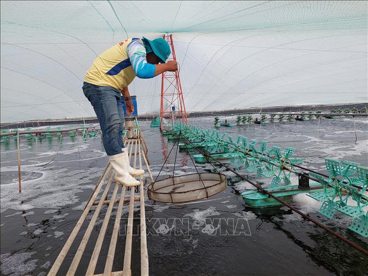 Nuôi tôm xen vườn dừa cho hiệu quả kinh tế gấp từ 2-3 lần- Ảnh 1.