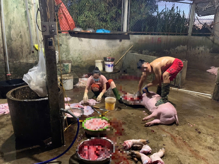 Cần siết chặt cơ sở giết mổ để phòng dịch tả lợn châu Phi lây lan- Ảnh 1.