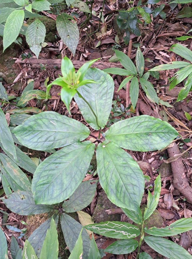 Thất diệp nhất chi hoa dưới tán rừng Quảng Trị quý hiếm ra sao?- Ảnh 2. Thất diệp nhất chi hoa dưới tán rừng Quảng Trị quý hiếm ra sao?- Ảnh 2.