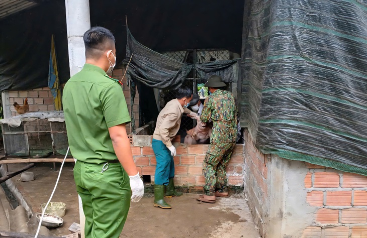 Dịch tả lợn châu Phi ở Huế xảy ra cục bộ, khuyến cáo chăn nuôi an toàn sinh học- Ảnh 1.