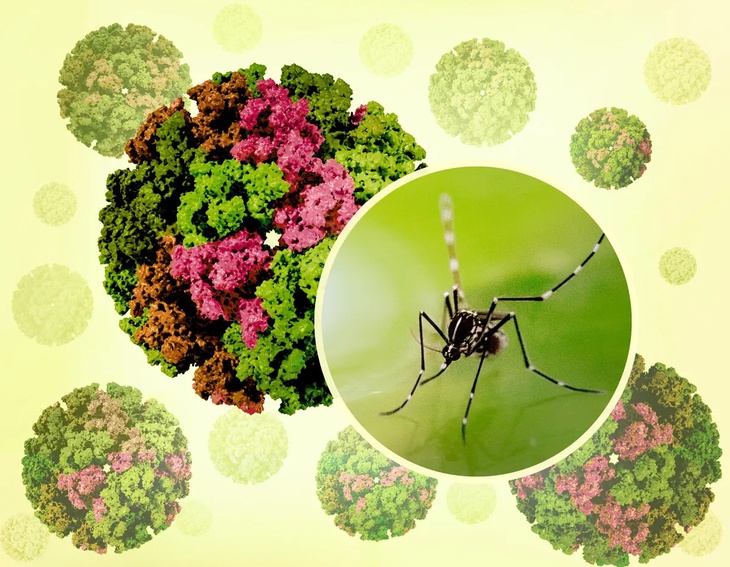 Những điều cần biết về chikungunya: Bệnh do muỗi truyền đang lan rộng toàn cầu- Ảnh 1. Những điều cần biết về chikungunya: Bệnh do muỗi truyền đang lan rộng toàn cầu- Ảnh 1.