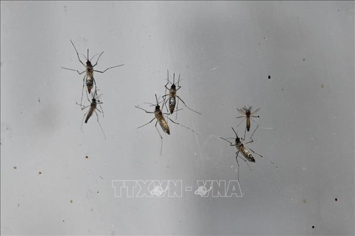 Hàng nghìn ca mắc bệnh, Trung Quốc ráo riết kiểm soát dịch Chikungunya- Ảnh 1.