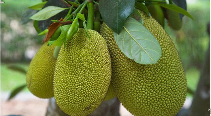 Bài thuốc chữa bệnh từ cây mít- Ảnh 1.