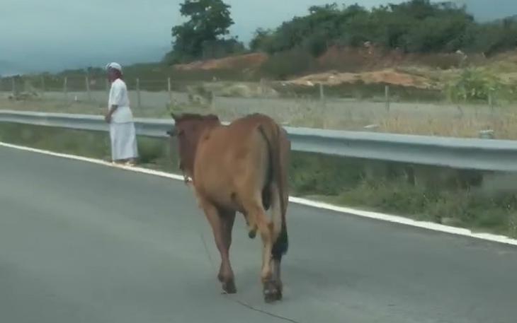 Hiểm họa tai nạn từ gia súc thả rông trong hành lang cao tốc Vĩnh Hảo - Phan Thiết- Ảnh 6.