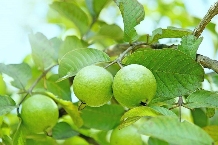 4 nhóm người nên hạn chế ăn quả ổi- Ảnh 1.