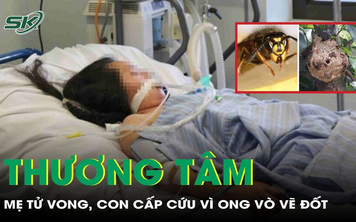 Thương tâm: Mẹ tử vong, con 3 tuổi cấp cứu vì ong vò vẽ đốt 