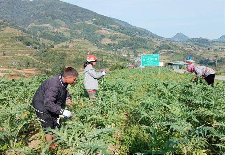 Lào Cai phát triển cây dược liệu Actiso theo tiêu chuẩn GACP – WHO- Ảnh 4.