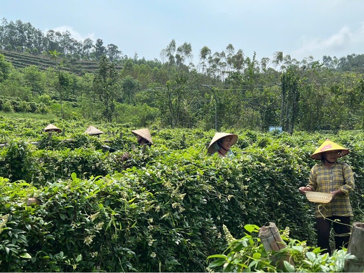 Trồng, chế biến và kinh doanh dược liệu quý theo chuỗi giá trị- Ảnh 4. Trồng, chế biến và kinh doanh dược liệu quý theo chuỗi giá trị- Ảnh 4.