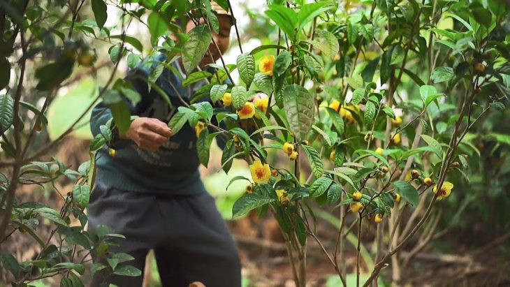 Bảo tồn nguồn gen, định hướng phát triển vùng dược liệu trà hoa vàng- Ảnh 2.