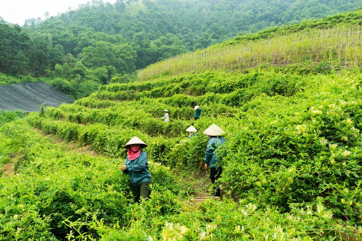 Phát triển dược liệu gắn với sinh kế đồng bào dân tộc thiểu số- Ảnh 2.