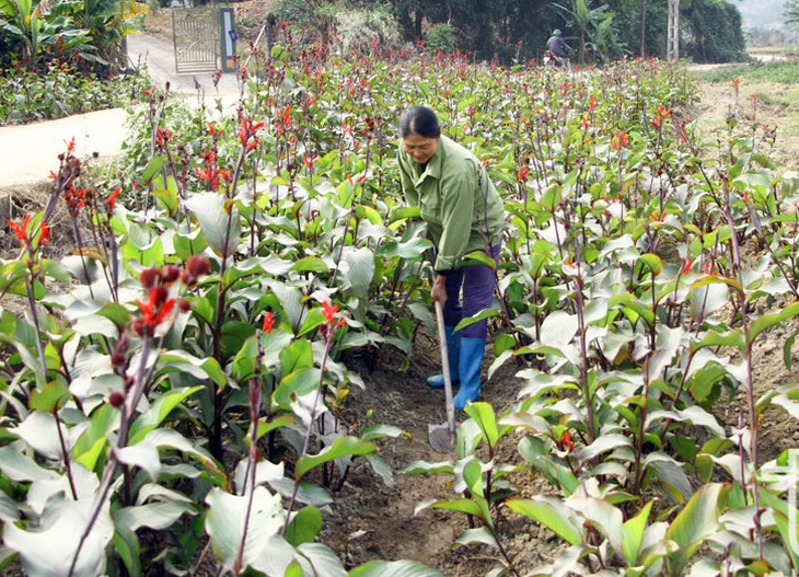 Phát triển cây dược liệu tại vùng đất cằn mang lại thu nhập cao gấp 2-3 lần so với lúa, ngô và một số loại cây màu khác- Ảnh 1. Phát triển cây dược liệu tại vùng đất cằn mang lại thu nhập cao gấp 2-3 lần so với lúa, ngô và một số loại cây màu khác- Ảnh 1.
