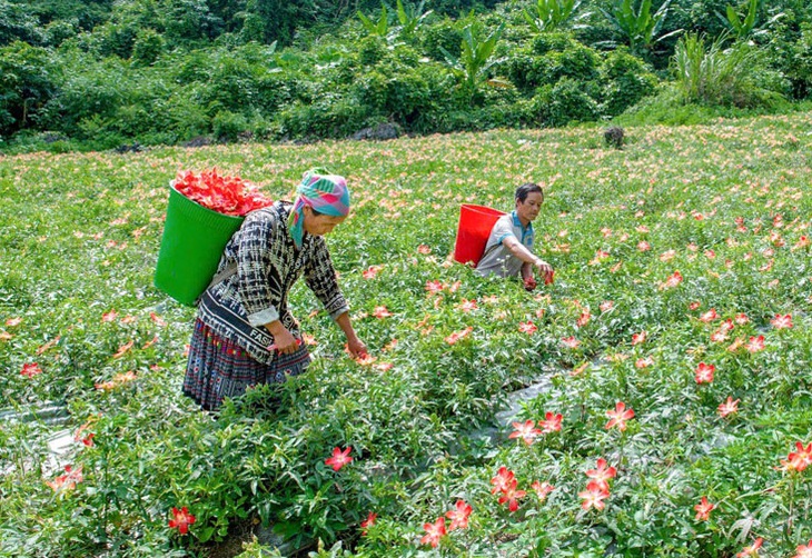 Phát triển cây dược liệu tại vùng đất cằn mang lại thu nhập cao gấp 2-3 lần so với lúa, ngô và một số loại cây màu khác- Ảnh 2. Phát triển cây dược liệu tại vùng đất cằn mang lại thu nhập cao gấp 2-3 lần so với lúa, ngô và một số loại cây màu khác- Ảnh 2.