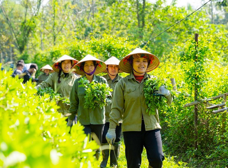 Dược liệu Việt Nam: Từ tri thức dân gian đến chuỗi giá trị hiện đại- Ảnh 2.