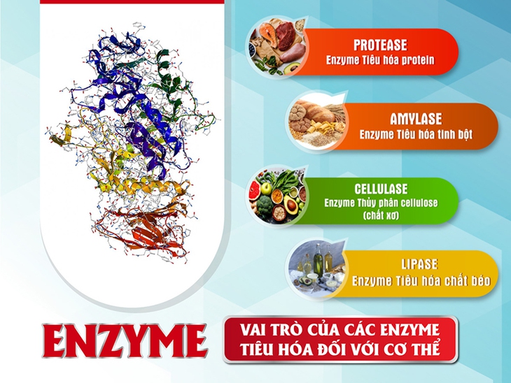 Men tiêu hóa uống khi nào? Cách uống men tiêu hóa đạt hiệu quả tốt- Ảnh 1. Men tiêu hóa uống khi nào? Cách uống men tiêu hóa đạt hiệu quả tốt- Ảnh 1.