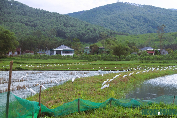 ‘Ma trận’ bẫy chim trời mùa di cư- Ảnh 1.