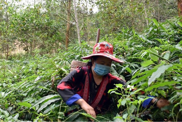 Phát triển dược liệu gắn với du lịch sinh thái: Mô hình kinh tế xanh cho vùng miền núi- Ảnh 4.