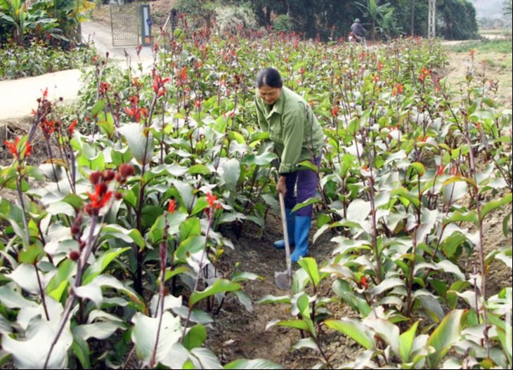 Khai thác, mở rộng lợi thế cây dược liệu của tỉnh Thái Nguyên- Ảnh 2.