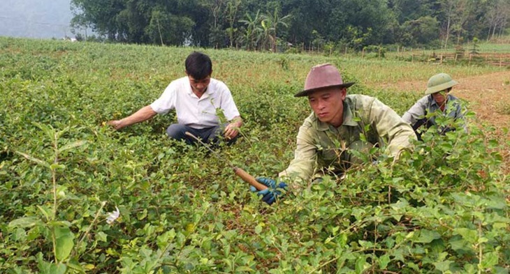 Khai thác, mở rộng lợi thế cây dược liệu của tỉnh Thái Nguyên- Ảnh 1.