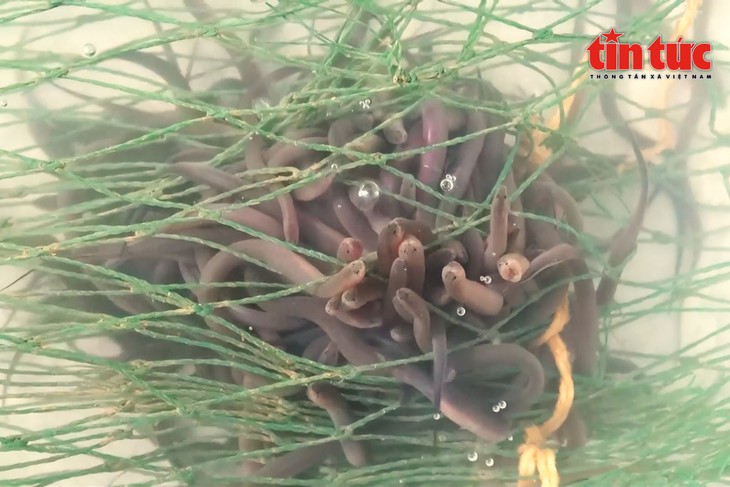 Mô hình nuôi lươn không bùn đem lại hiệu quả kinh tế cao ở Cần Thơ- Ảnh 6.