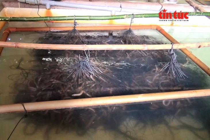 Mô hình nuôi lươn không bùn đem lại hiệu quả kinh tế cao ở Cần Thơ- Ảnh 5.