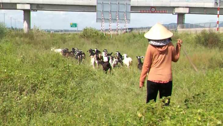 Hiểm họa tai nạn từ gia súc thả rông trong hành lang cao tốc Vĩnh Hảo - Phan Thiết- Ảnh 1.