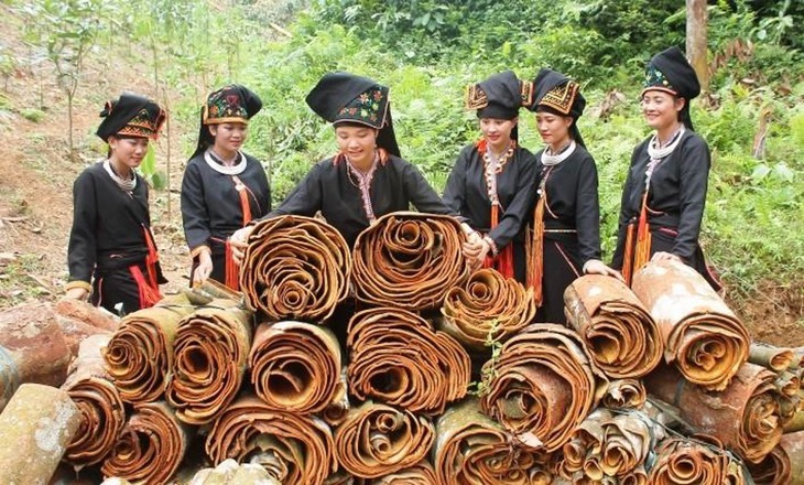 Phát triển cây quế dược liệu ở Yên Bái, tỉnh Lào Cai: Cơ hội và thách thức- Ảnh 3.
