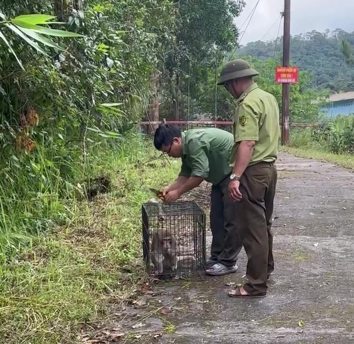 Cận cảnh các loài động vật quý hiếm vừa được thả vào rừng Tây Nguyên- Ảnh 8. Cận cảnh các loài động vật quý hiếm vừa được thả vào rừng Tây Nguyên- Ảnh 8.
