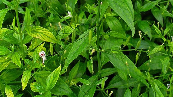 Hợp chất từ cây xuyên tâm thảo hỗ trợ điều trị tim mạch- Ảnh 2.