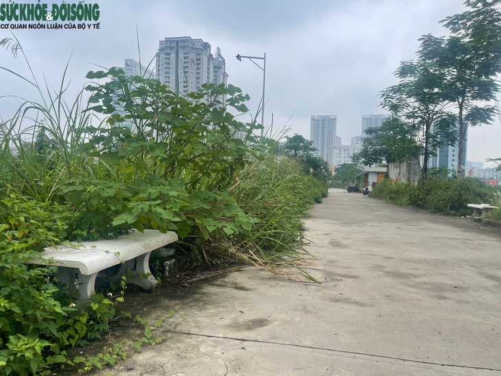 Cỏ dại mọc um tùm tại công viên, hồ điều hòa hơn 700 tỷ đồng ở Hà Nội- Ảnh 4. Cỏ dại mọc um tùm tại công viên, hồ điều hòa hơn 700 tỷ đồng ở Hà Nội- Ảnh 4.