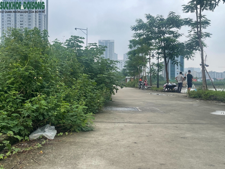 Cỏ dại mọc um tùm tại công viên, hồ điều hòa hơn 700 tỷ đồng ở Hà Nội- Ảnh 10. Cỏ dại mọc um tùm tại công viên, hồ điều hòa hơn 700 tỷ đồng ở Hà Nội- Ảnh 10.