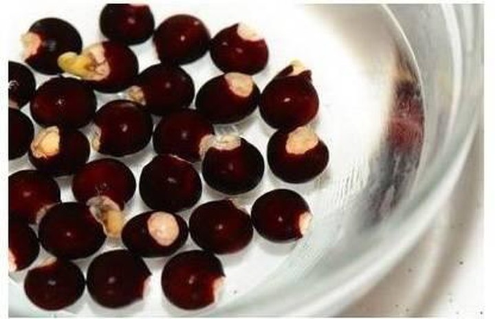 Cây nhãn trị những bệnh gì?- Ảnh 2.