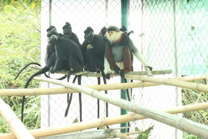 Loài linh trưởng nguy cấp trên phạm vi toàn cầu, được mệnh danh là 'hoa hậu' của họ nhà khỉ- Ảnh 2. Loài linh trưởng nguy cấp trên phạm vi toàn cầu, được mệnh danh là 'hoa hậu' của họ nhà khỉ- Ảnh 2.