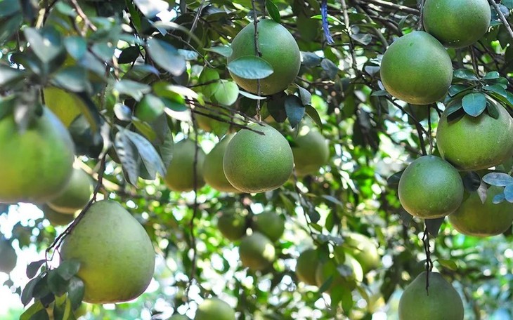 Điểm danh 6 loại bưởi đặc sản làm say lòng người Việt- Ảnh 6.