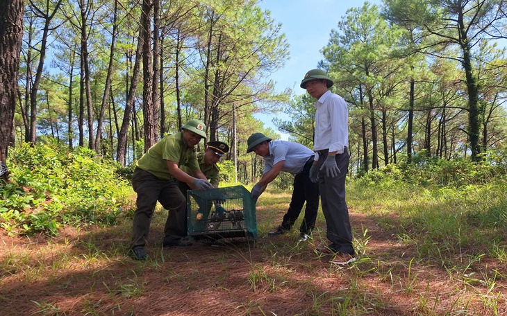 Huế xử phạt mua bán chim chào mào, siết chặt kiểm soát việc phóng sinh dịp lễ Vu lan