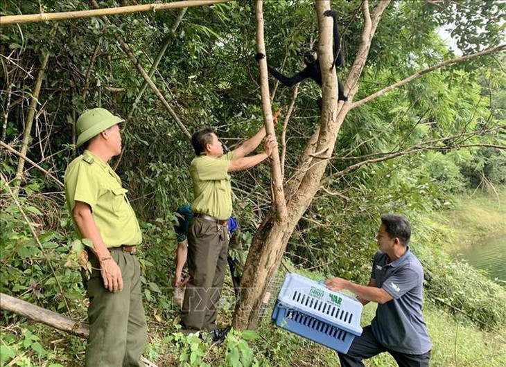 Thả hàng trăm động vật hoang dã về môi trường tự nhiên- Ảnh 4.
