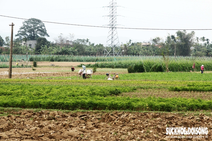 Những luống rau hồi sinh giữa vùng 'rốn lũ'- Ảnh 1.