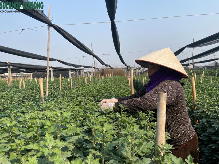 Hà Nội: Làng hoa Tây Tựu tất bật cho vụ Tết, thấp thỏm chờ 'trời thương'- Ảnh 2.