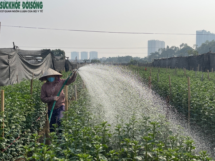 Hà Nội: Làng hoa Tây Tựu tất bật cho vụ Tết, thấp thỏm chờ 'trời thương'- Ảnh 3.