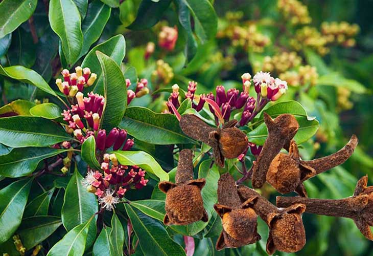 3 hỗn hợp xông hơi giảm nghẹt mũi và đau họng- Ảnh 2.